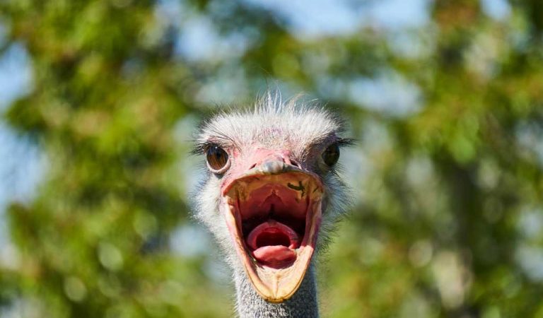 Hayvanlar’ın ilginç 15 özelliği